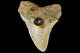 Bargain, Fossil Megalodon Tooth - North Carolina #109543-1